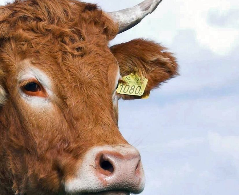 CFTC Announces New Livestock Market Task Force