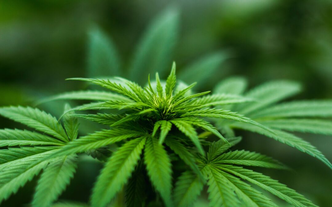 Investors and Cannabis