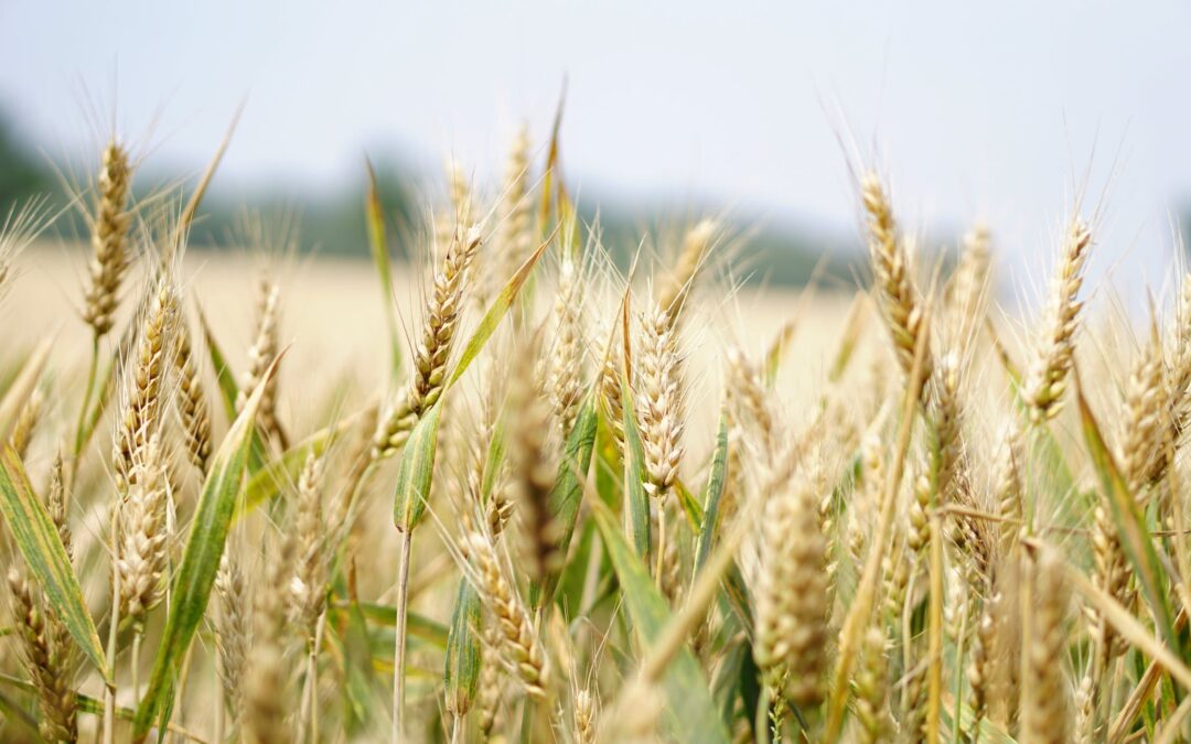 Canada’s Antitrust Regulator Investigates the Crop Inputs Market